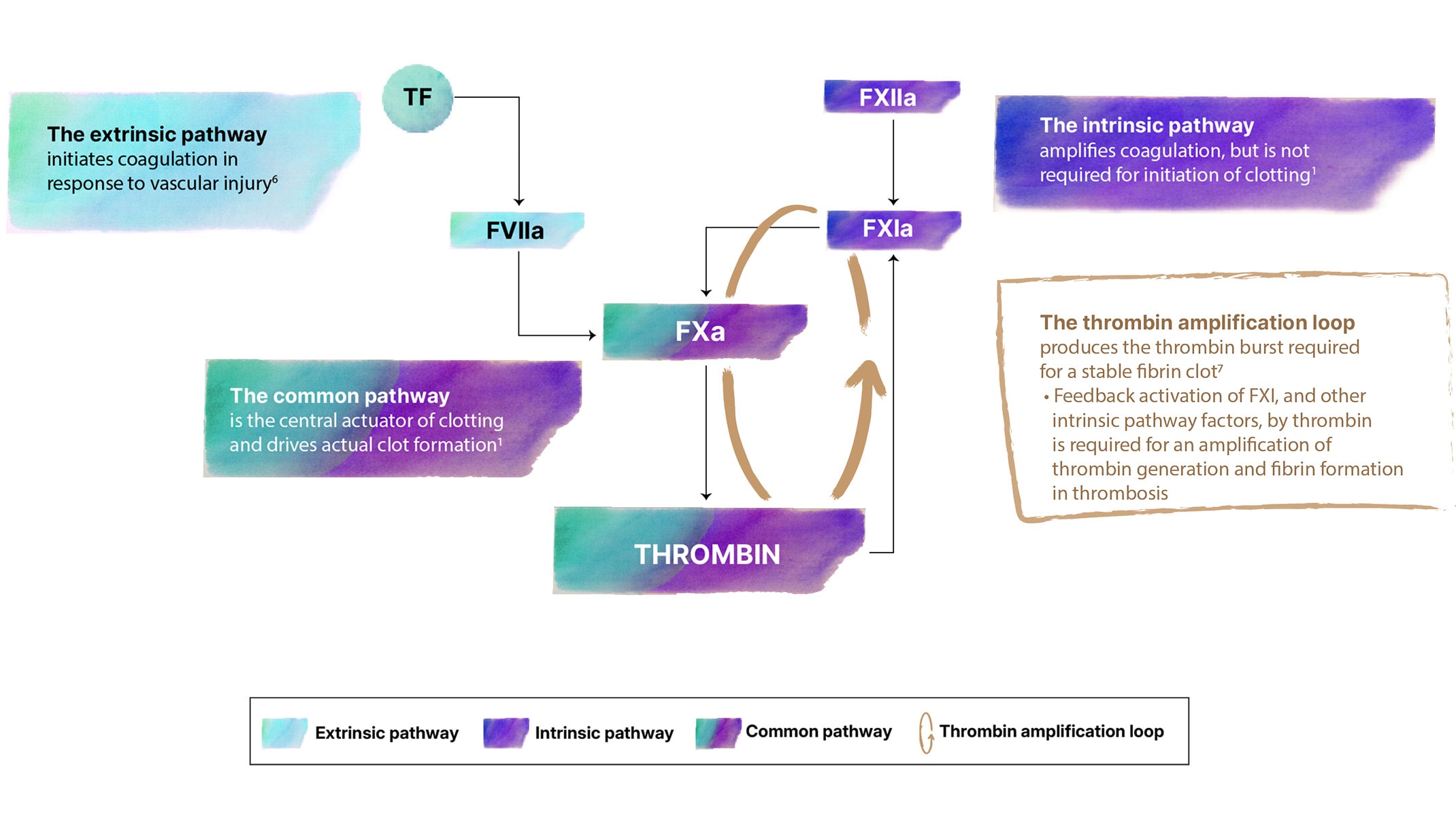 Diagram showing the extrinsic, intrinsic, and common coagulation pathways leading to thrombin generation, with a thrombin amplification loop.